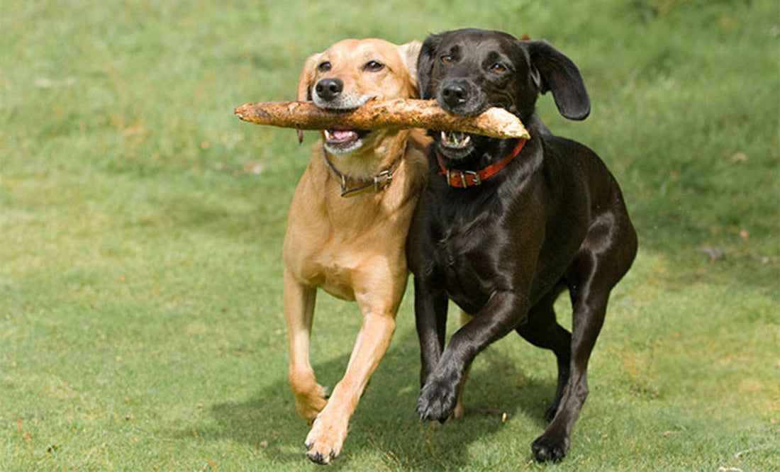 Dog Fitness Ideas to Keep your Dog (and you) Moving this Winter