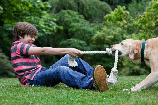 Importance of Playing with Your pets