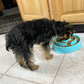 Slow Feeder Bowl and Calming Lick Mat - Dogs/Cats