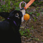 Hanging Bungee Dog Tug Toy - Bonus Giant Ball