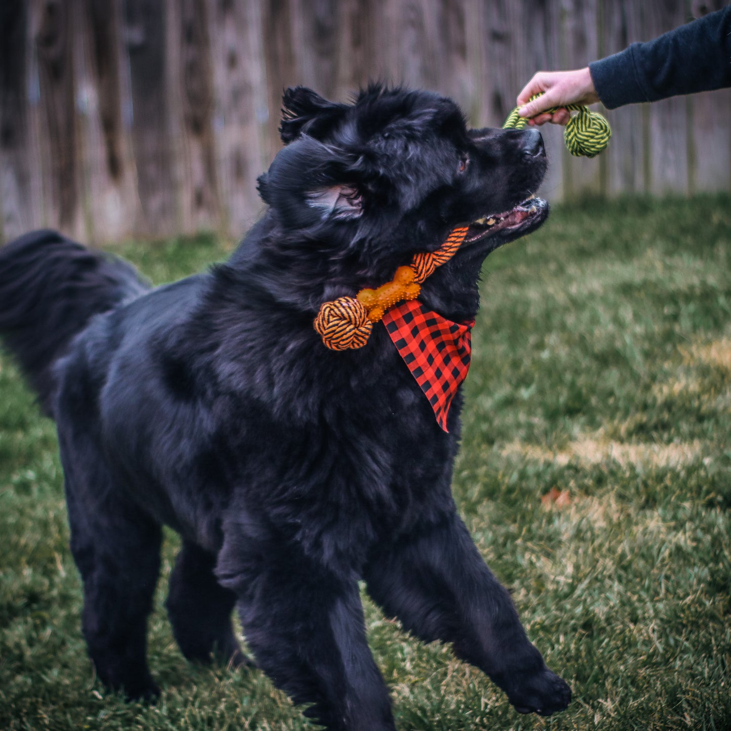 Dog Rope Tug Toys Assortment 3 Pack