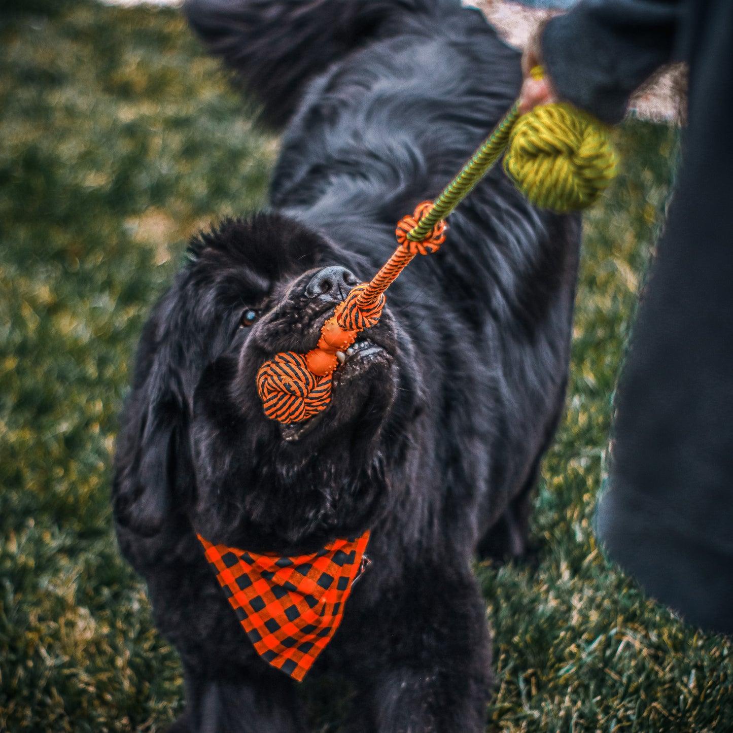 Dog Rope Tug Toys Assortment 3 Pack