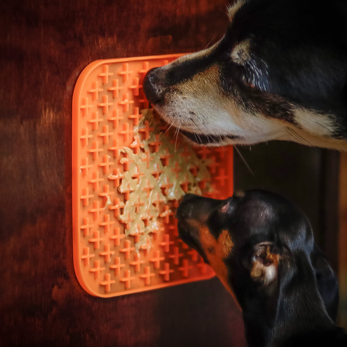 Pet Feeding Reminder and Lick-mat Combo