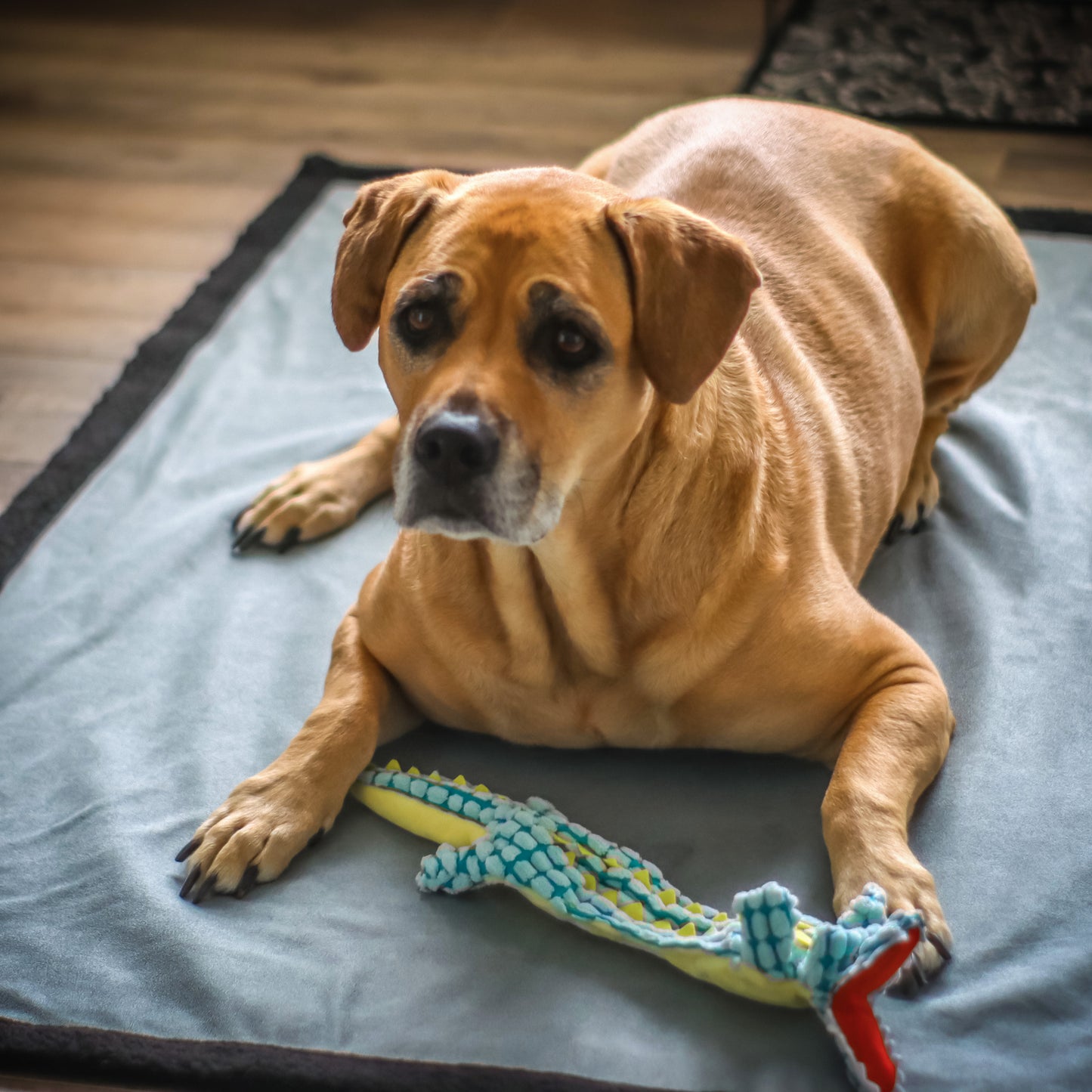 Waterproof Pet Blanket, Dog/Cat Furniture Mess Protector