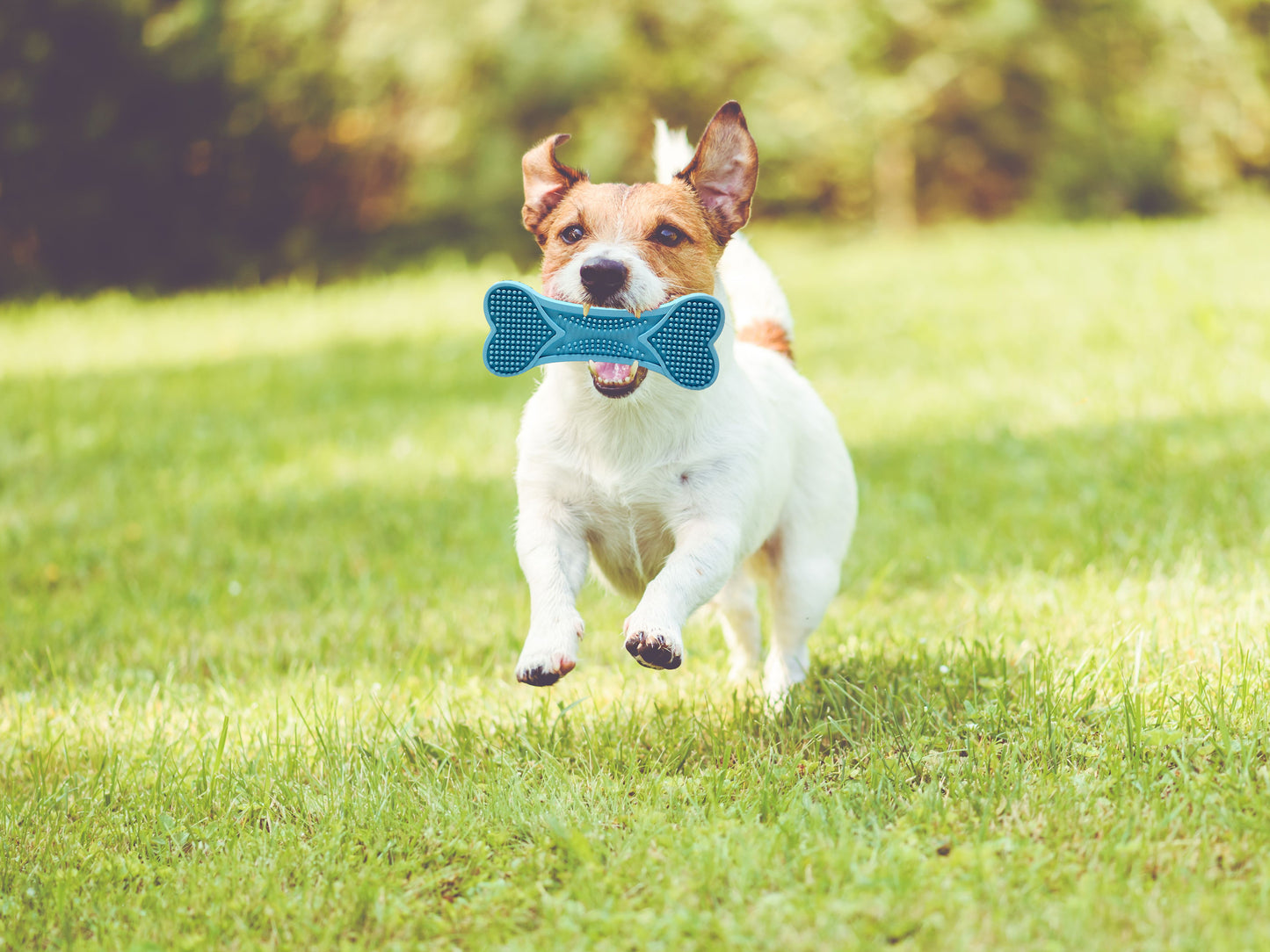 Dog Teeth-Cleaning Chew Toy With Squeaker