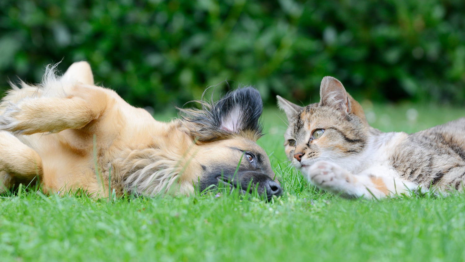 Dog and Cat for A+ Content Header.jpg