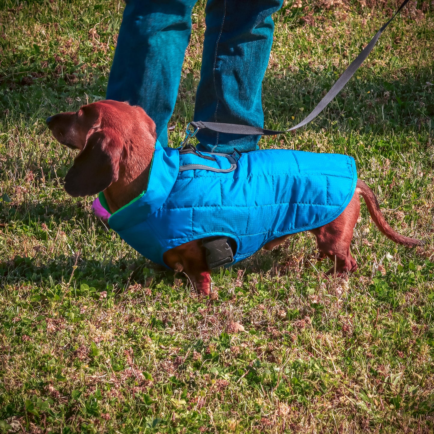 Waterproof Quilted Reversible Dog Jacket - Blue, 2 Sizes