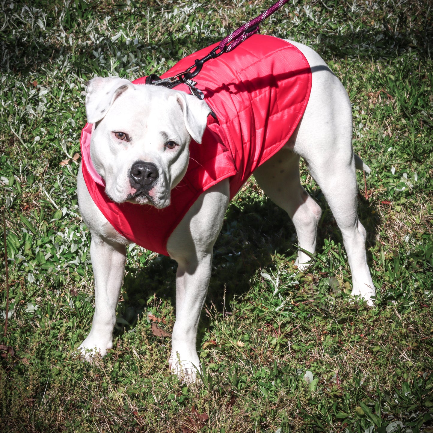 Waterproof Quilted Reversible Dog Jacket - Pink, 2 Sizes