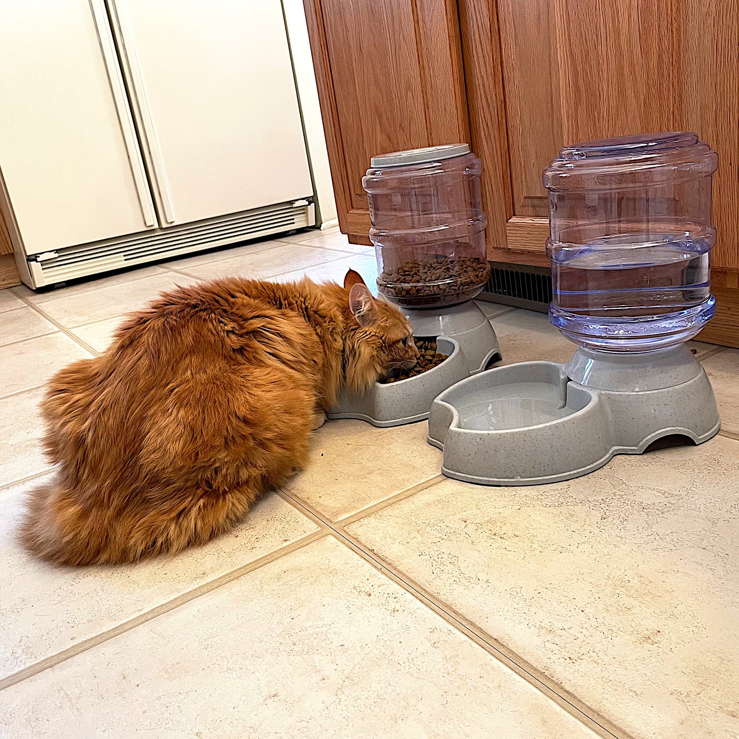 Automatic Food-Water Dispensing Bottles - Bonus Cat Wand