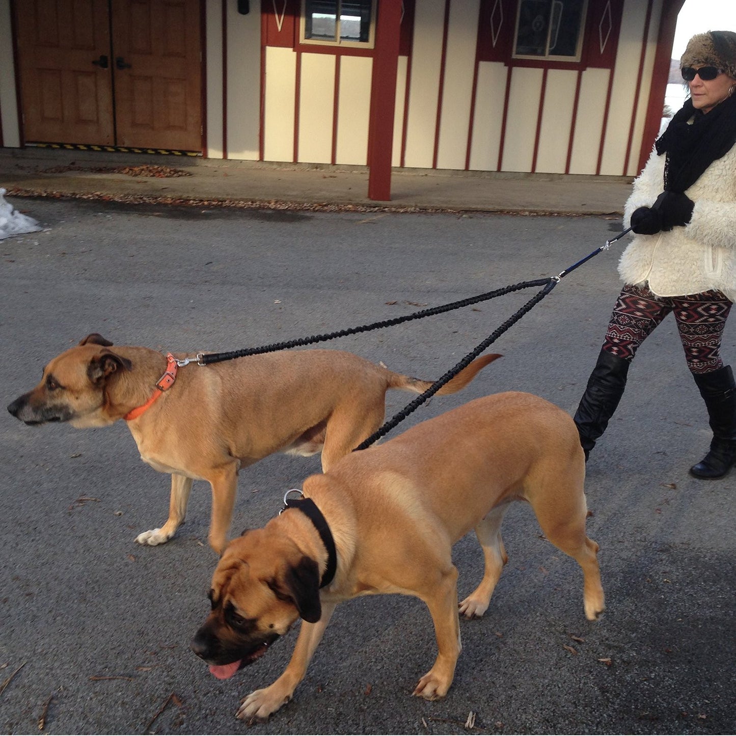 64" Heavy Duty Dual Bungee Dog Leash - Bonus Bowl