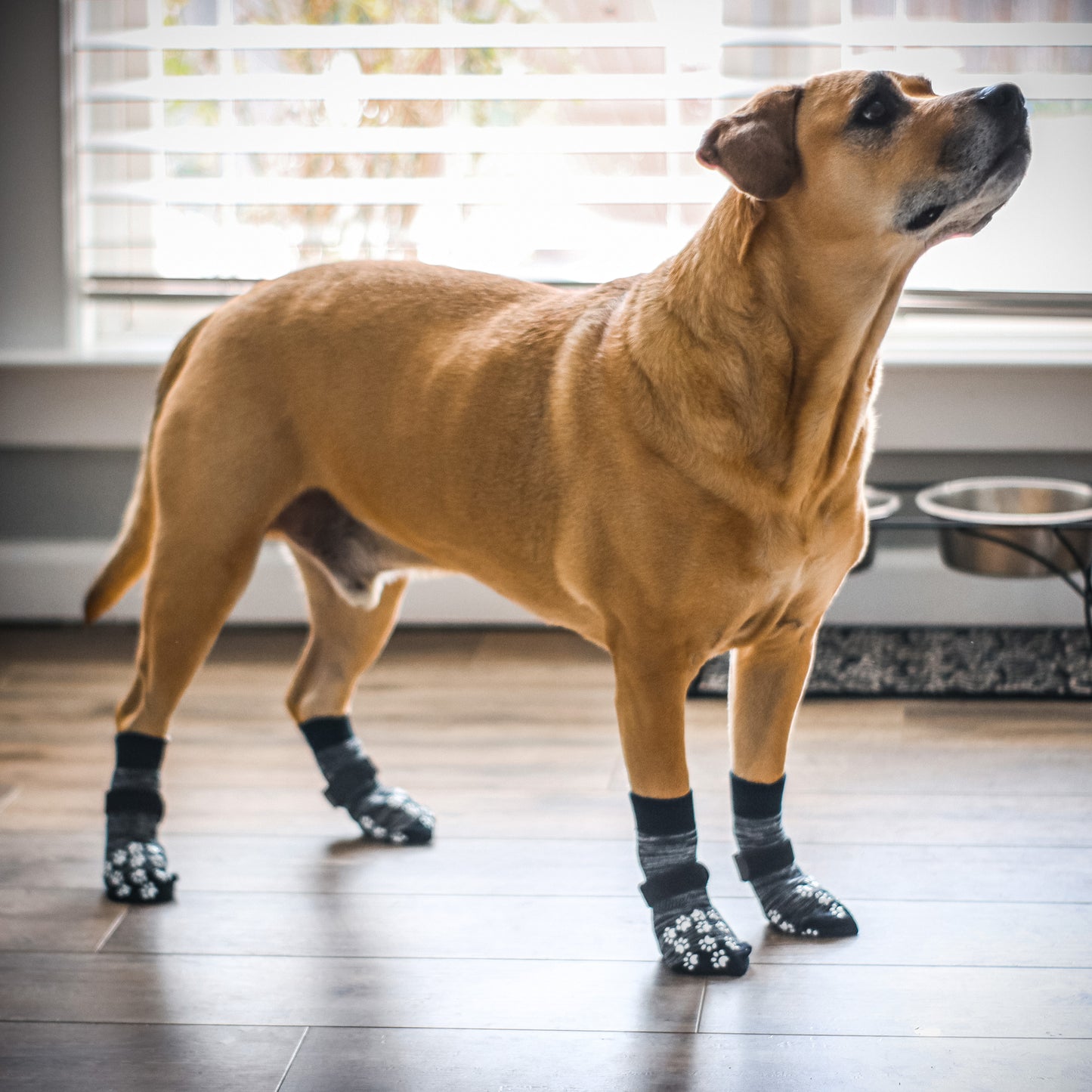 Dog Grip Socks - 2 Sizes