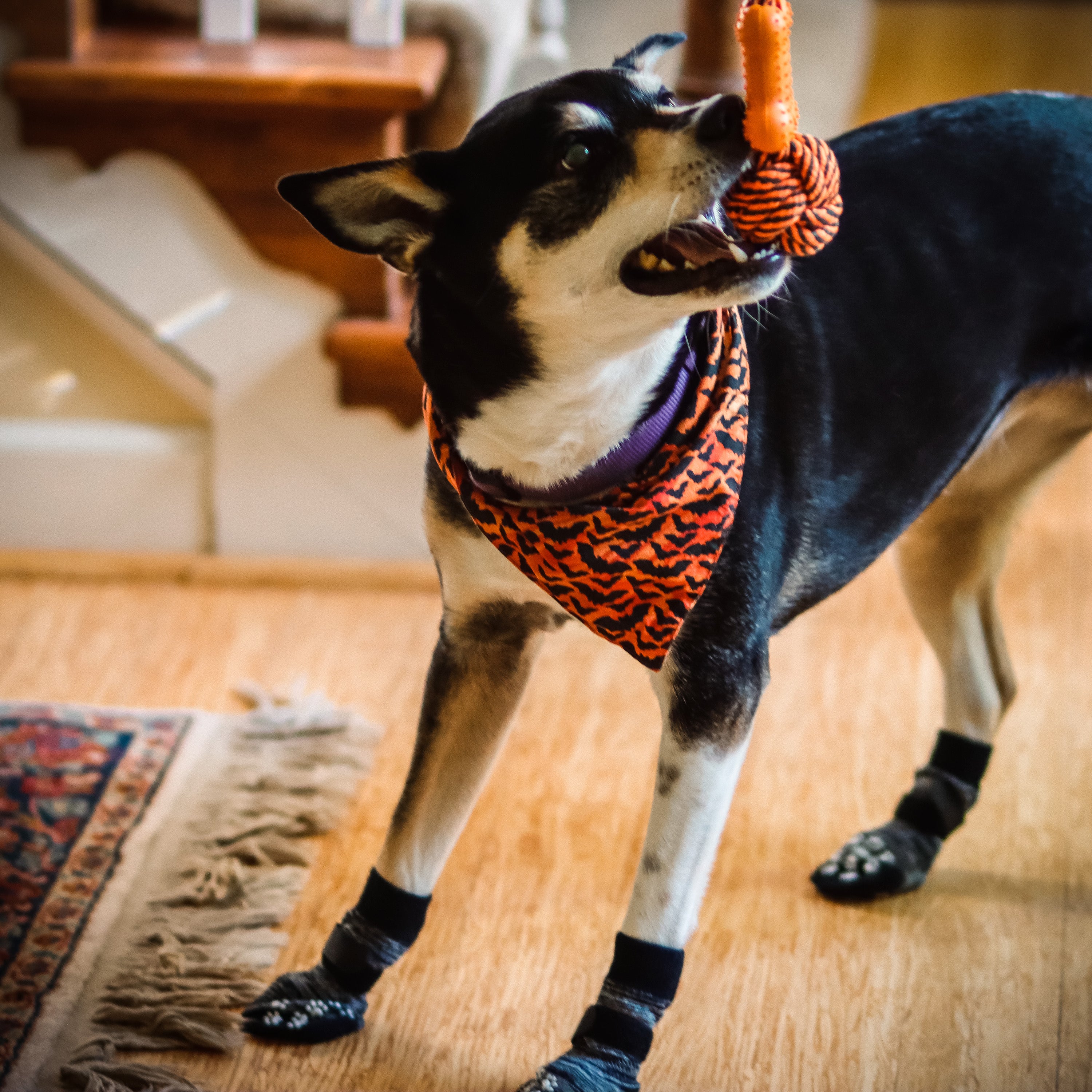 Dog shop grip booties