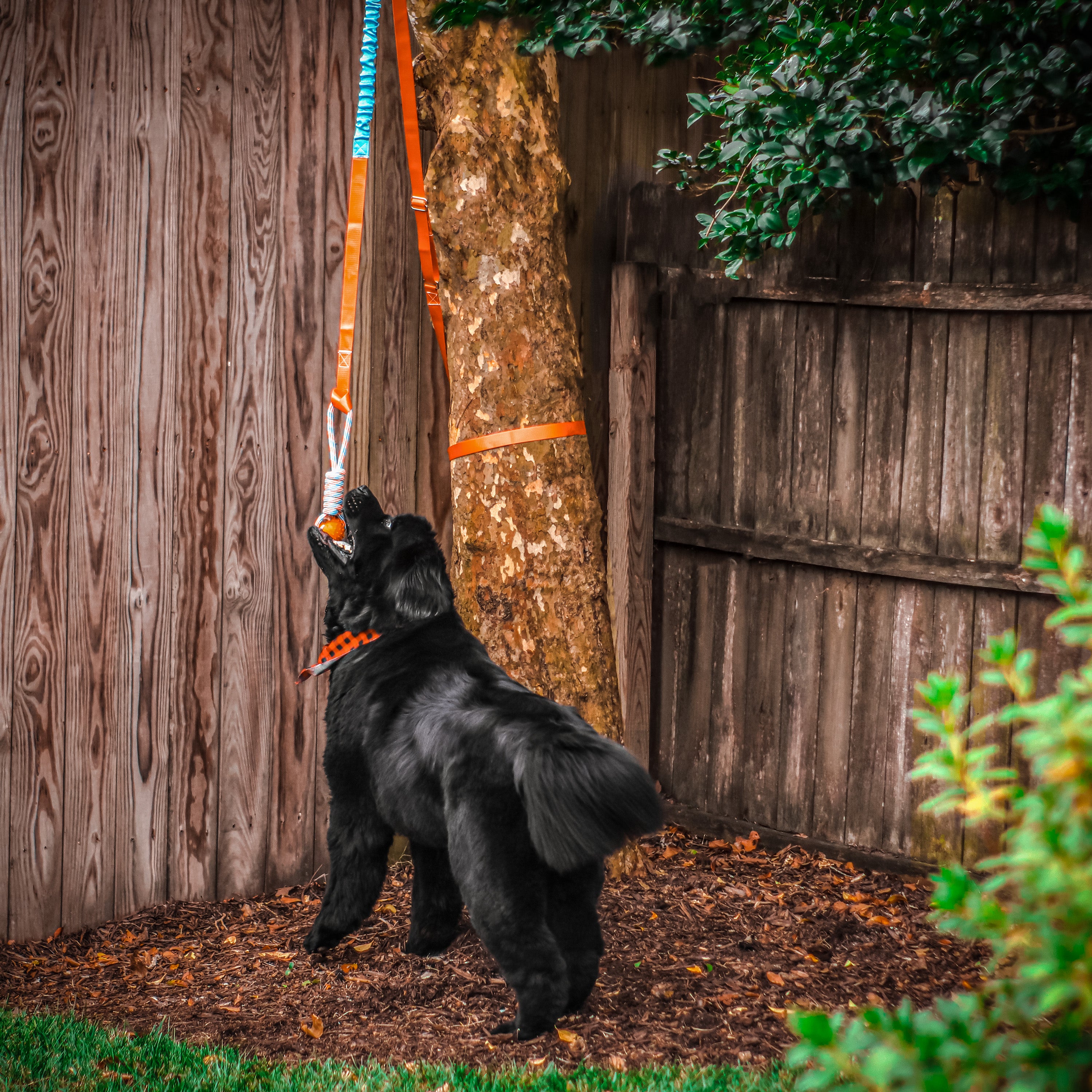 Hanging ball hot sale for dogs