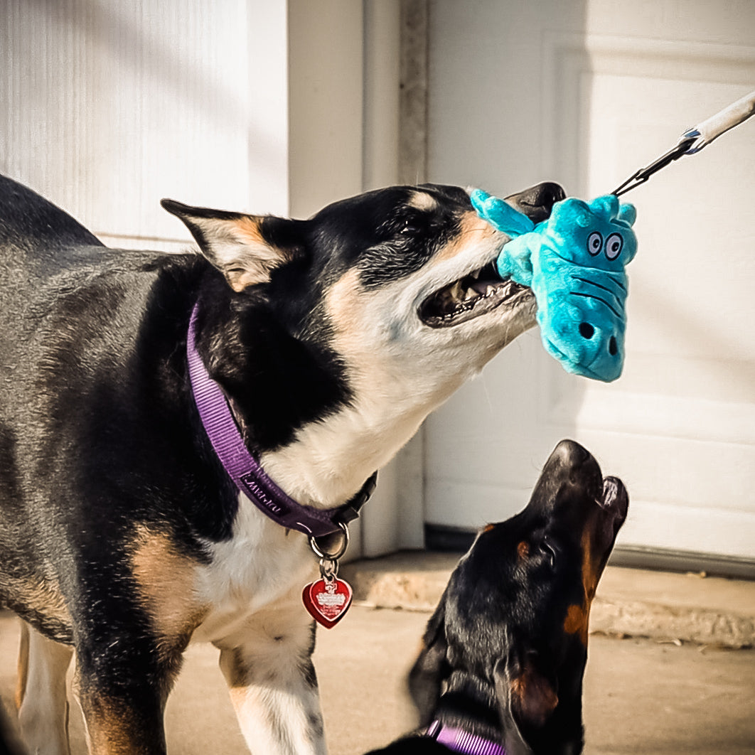 Alligator Dog Wand Toy