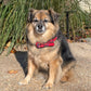 Dog Christmas Plaid Bow Tie Collar and Bonus DIY Photo Ornament