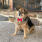 Dog Christmas Reindeer Collar and Bonus DIY Photo Ornament
