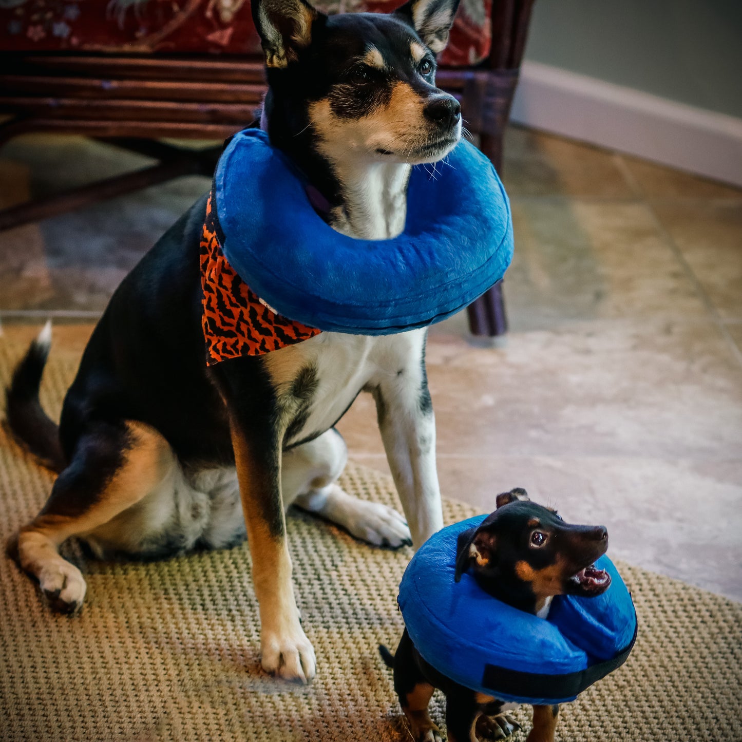 Inflatable Pet Recovery Collar - 2 Sizes