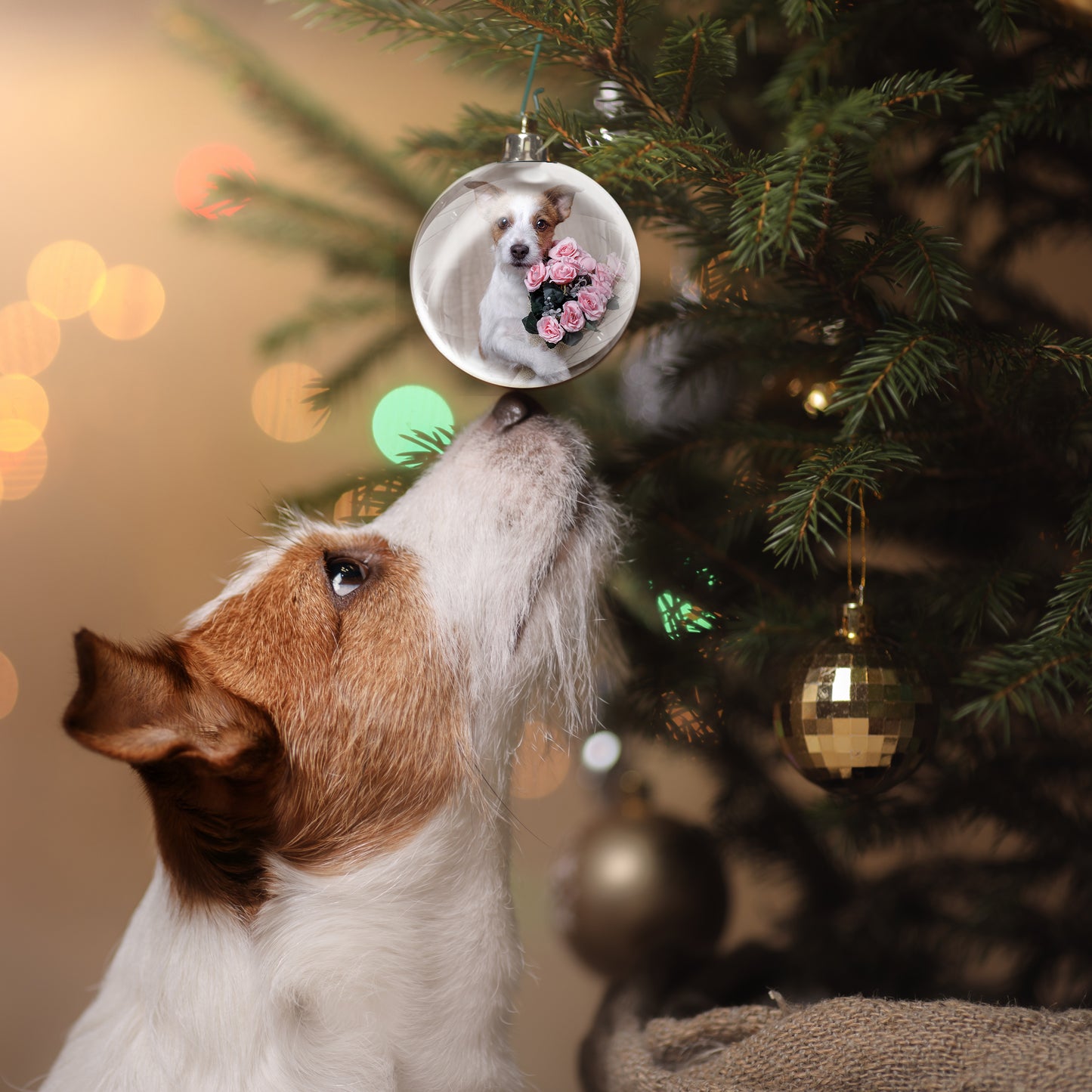 Christmas Picture Ornament 2-Pack: Dog, Cat, any Pet