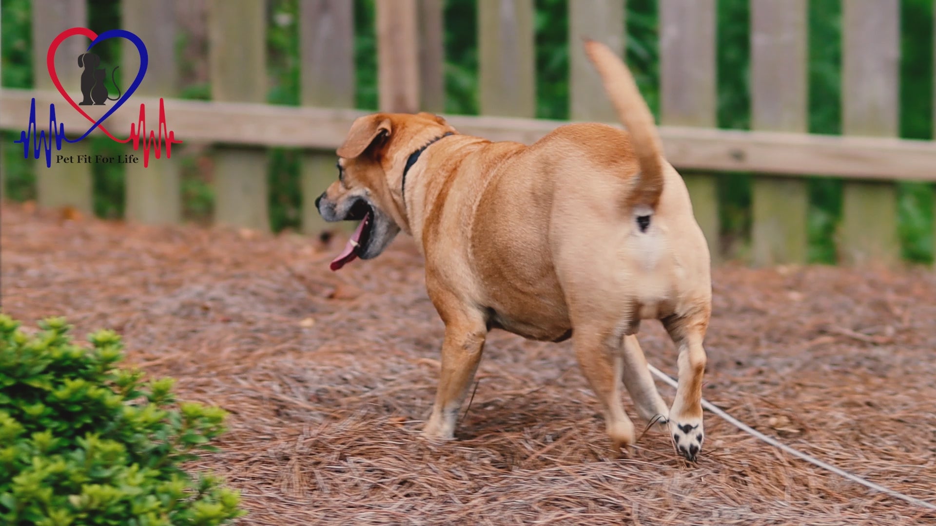 Dog Tie Out Cable for Ground Anchor Pet Fit For Life